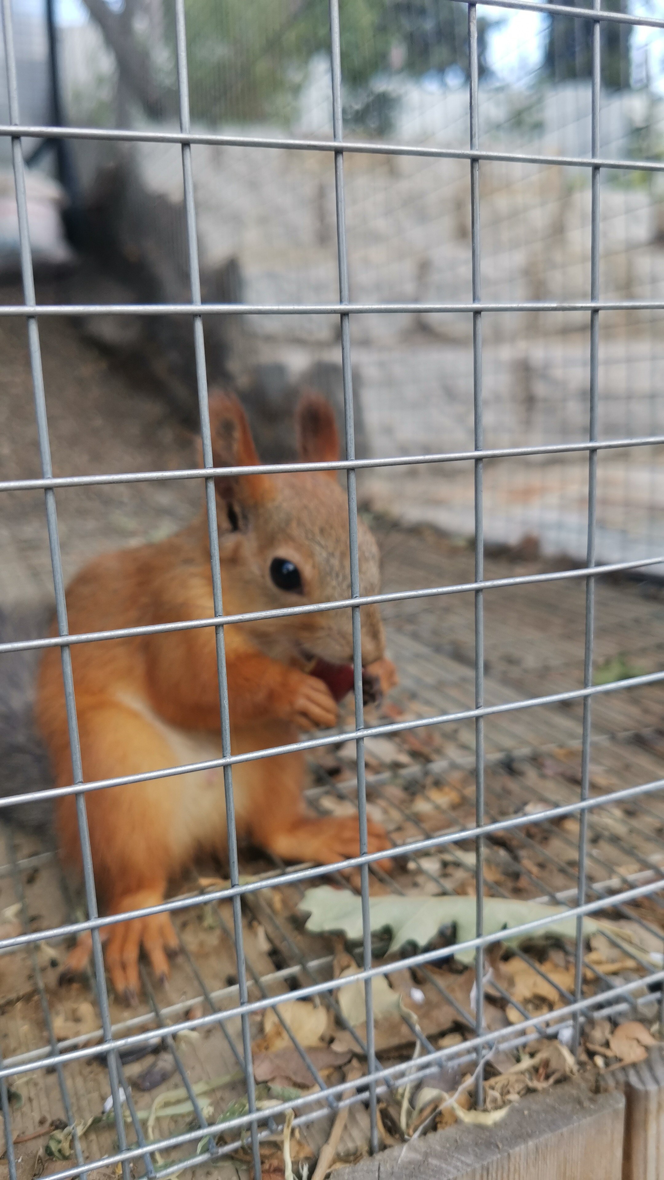 Фото Крымский гость