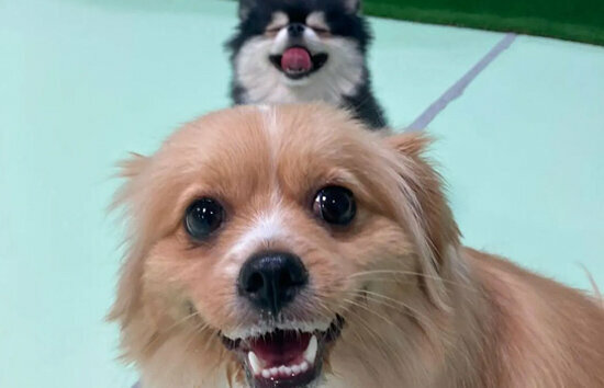 Pet salon The Barking Lot, Dubai, photo