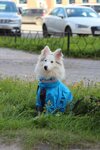 Kosmozoo (Troitskiy Avenue, 21), pet shop