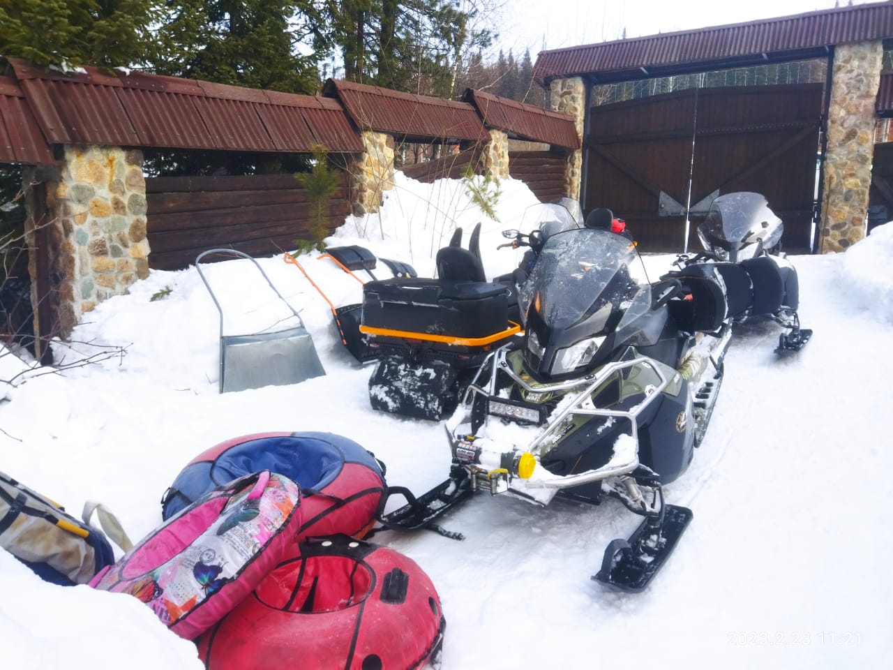 Фото Золотая сова