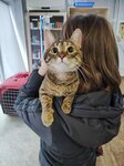 Krasnodog (Shkolny mikrorayon, ulitsa Kuybysheva, 2), clínica veterinaria
