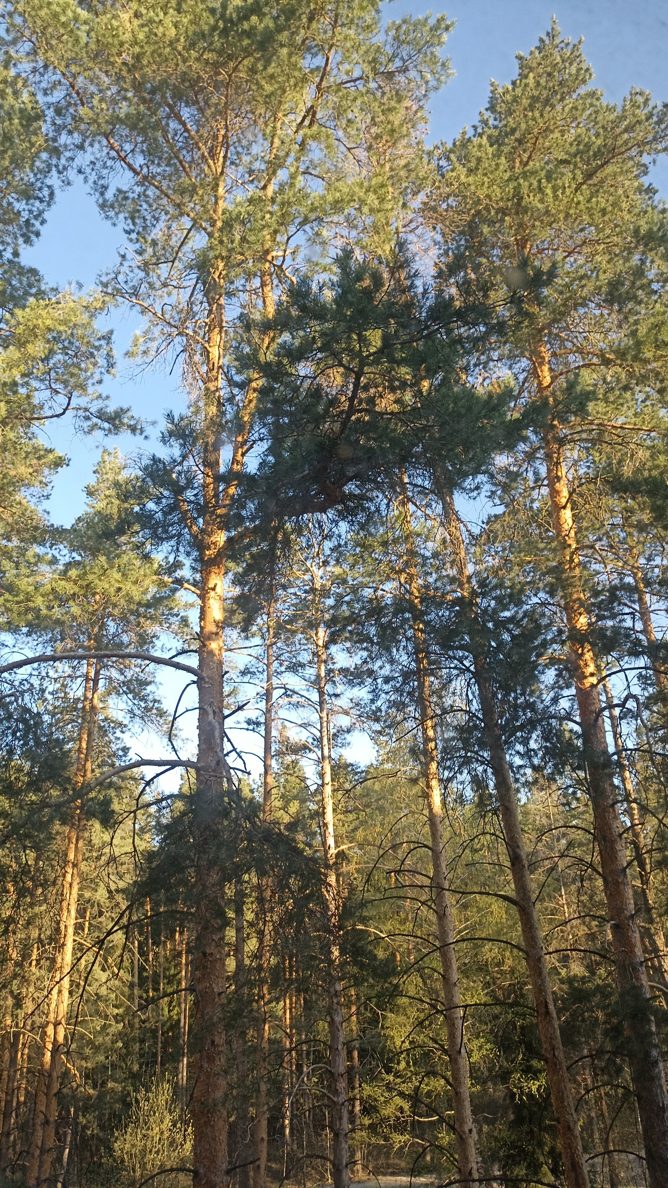 Фото Баринова роща