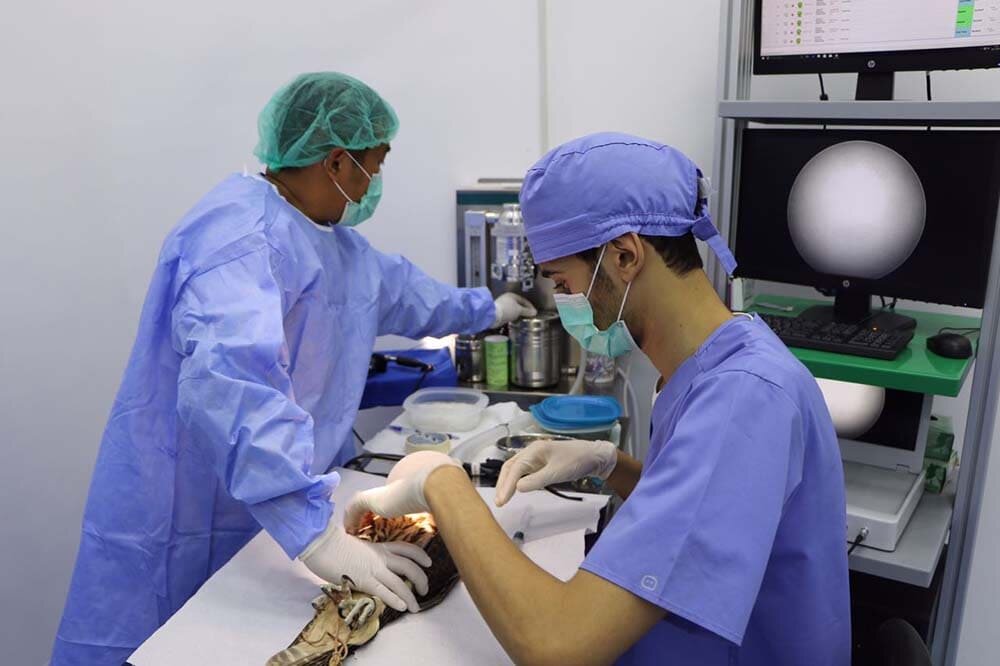 Veterinary clinic Sharjah Falconers Club Clinic, Emirate of Sharjah, photo