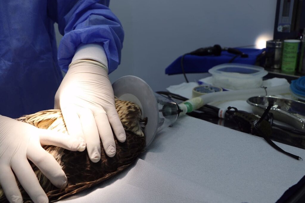 Veterinary clinic Sharjah Falconers Club Clinic, Emirate of Sharjah, photo