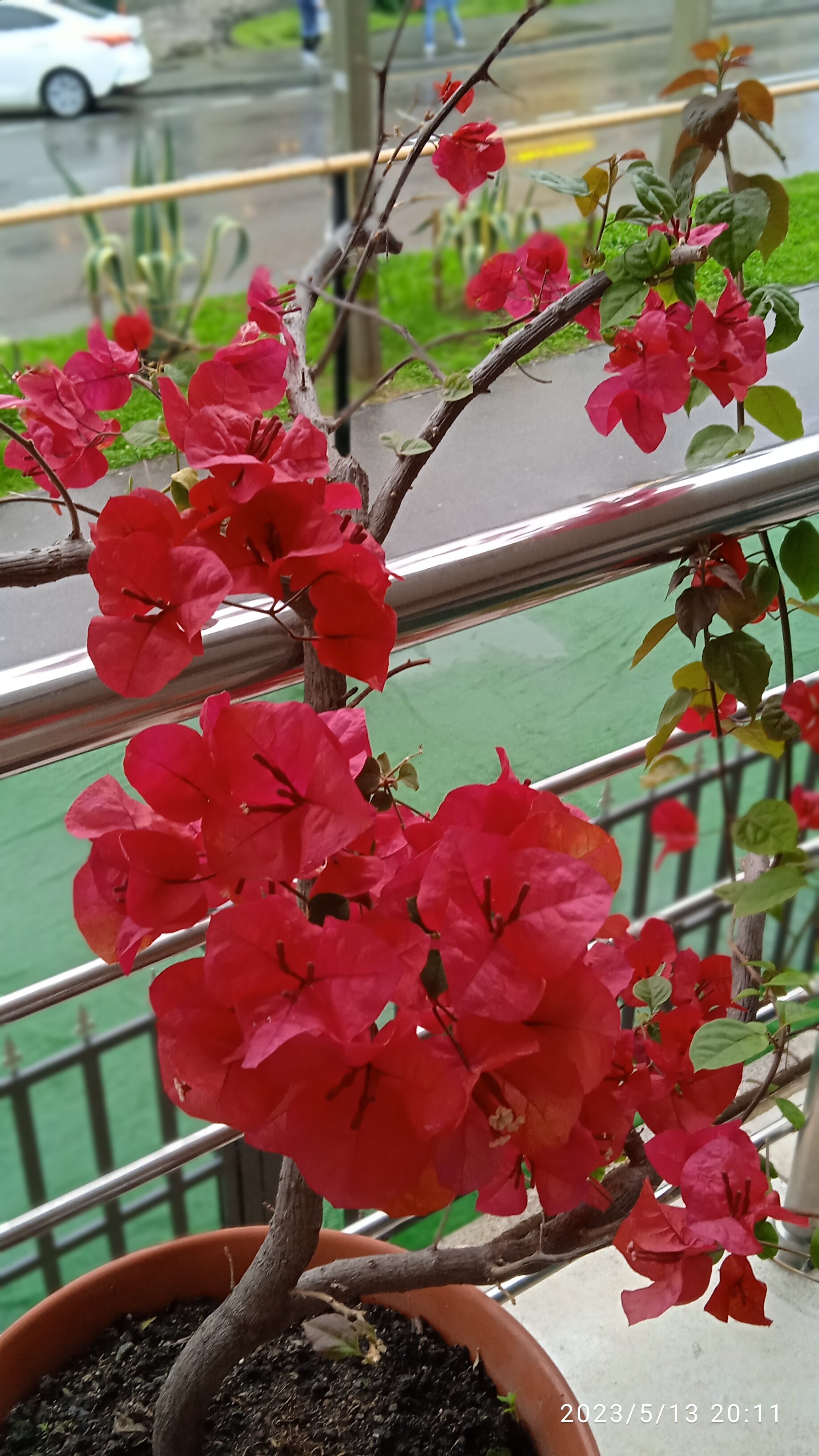 Фото Дельфин