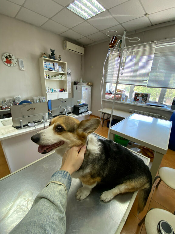 Veterinary clinic Orto-Vet, Taganrog, photo