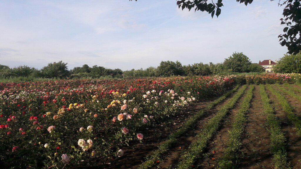 Bağ mərkəzi Элит, Krasnodar diyarı, foto