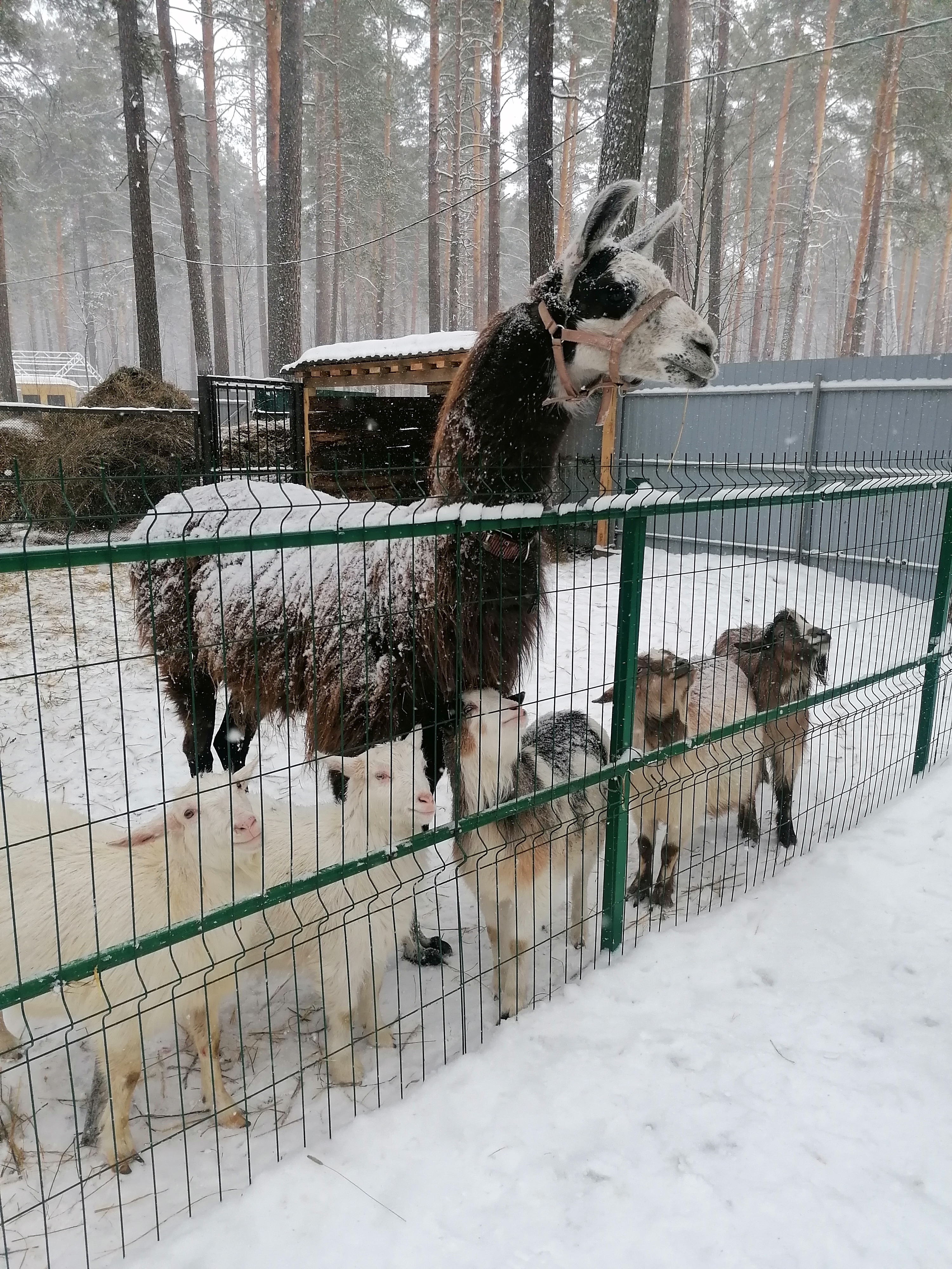 Фото Чкаловские Дачи