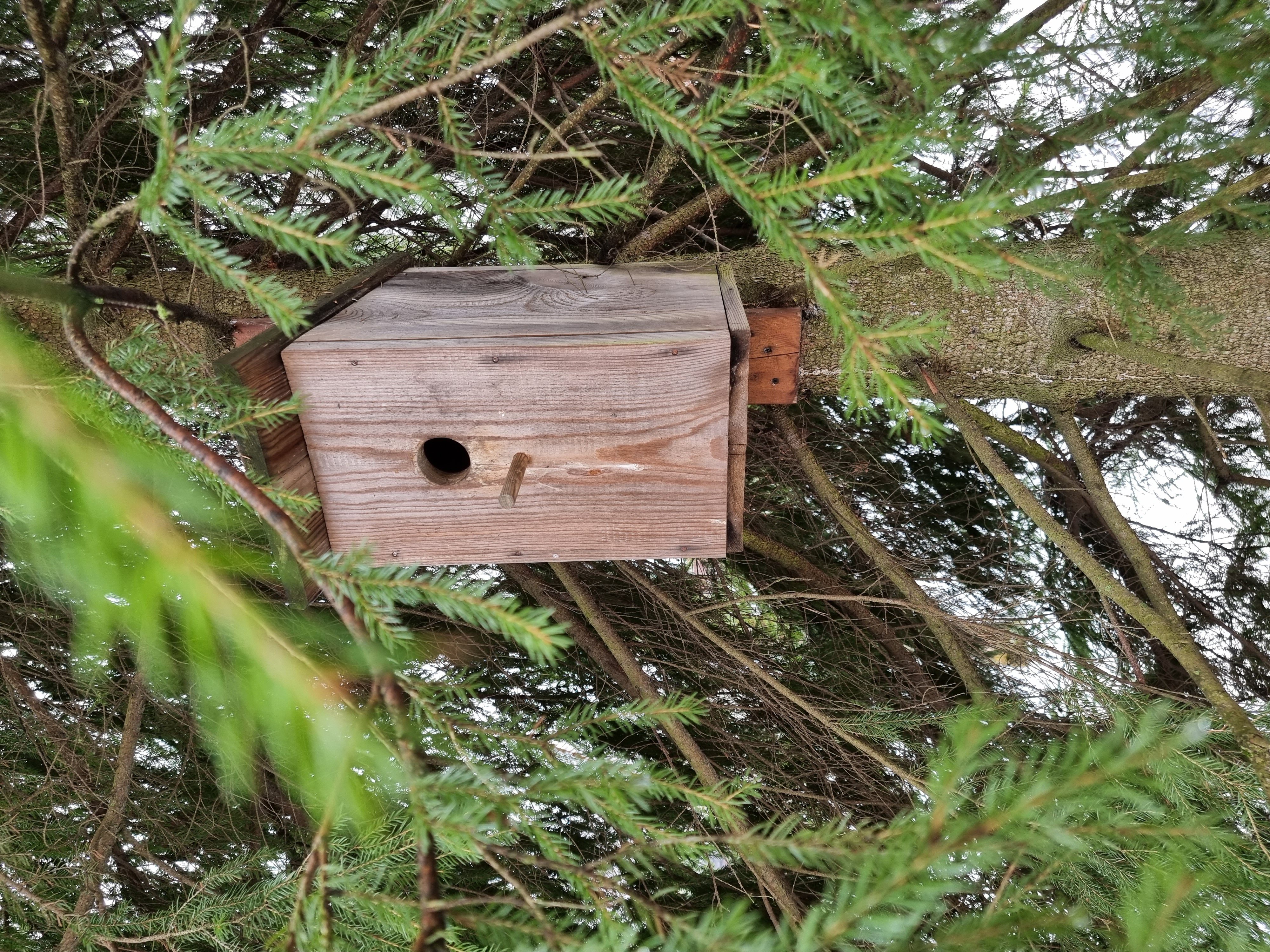 Фото Черника