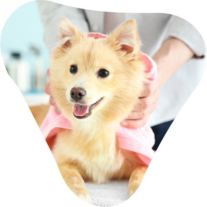 Pet salon Happy Puppy Grooming Boutique LLC, Dubai, photo