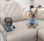 Dogmas.ru (Smirnova Street, 2), pet products wholesale