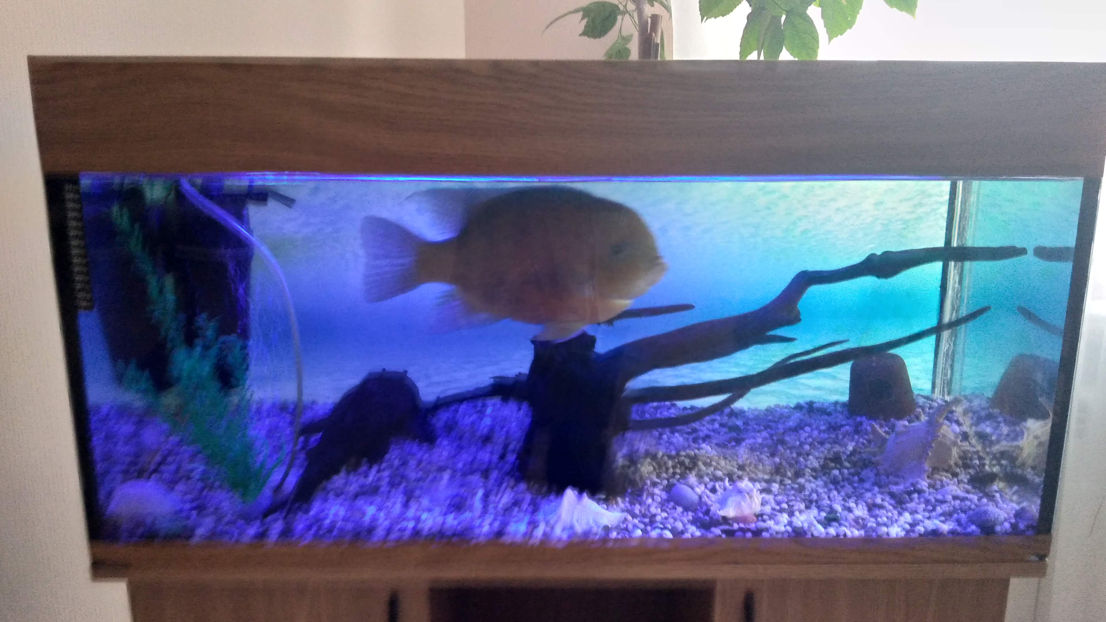 Фото Атлантида