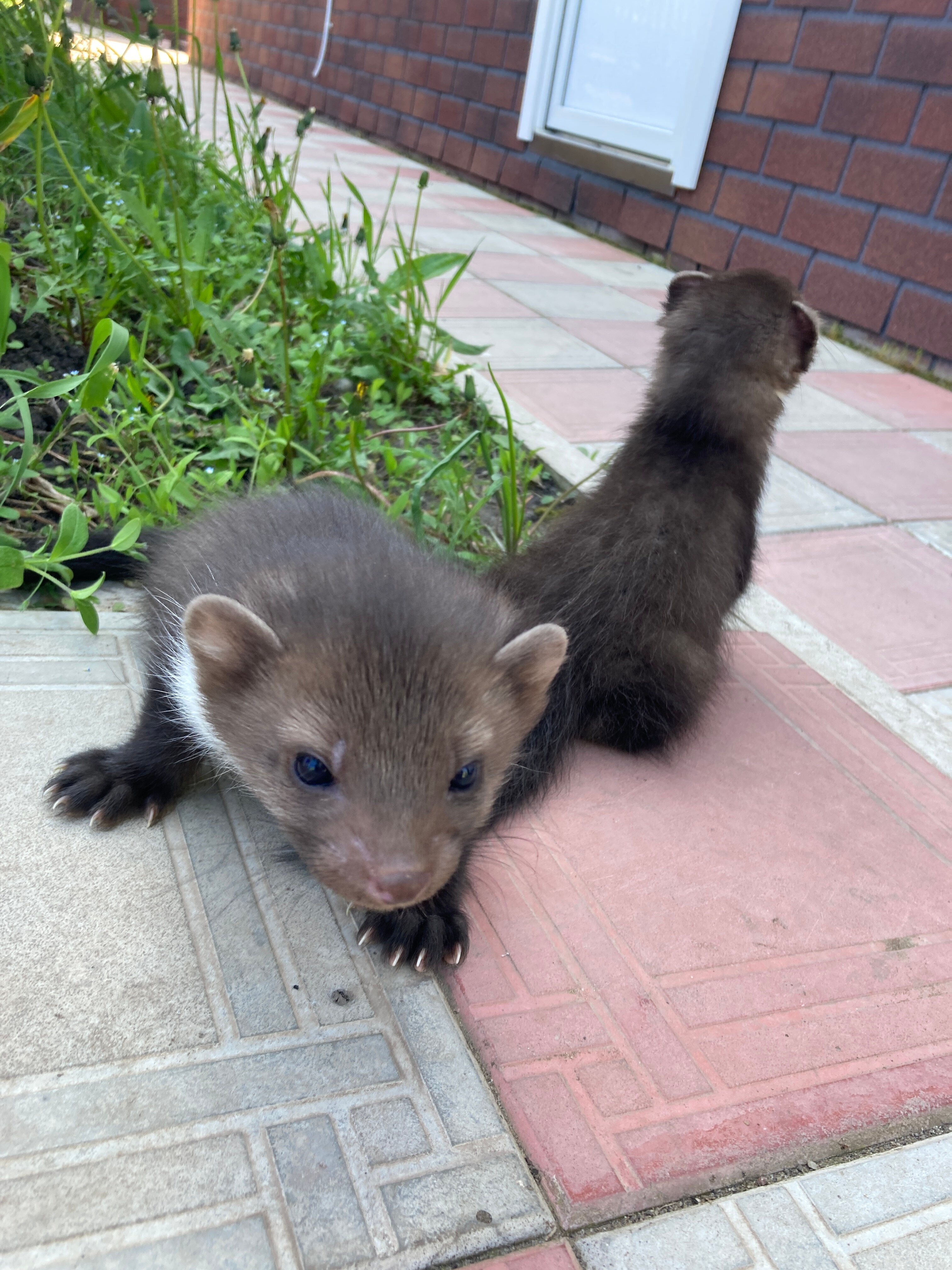 Фото Двор сурка