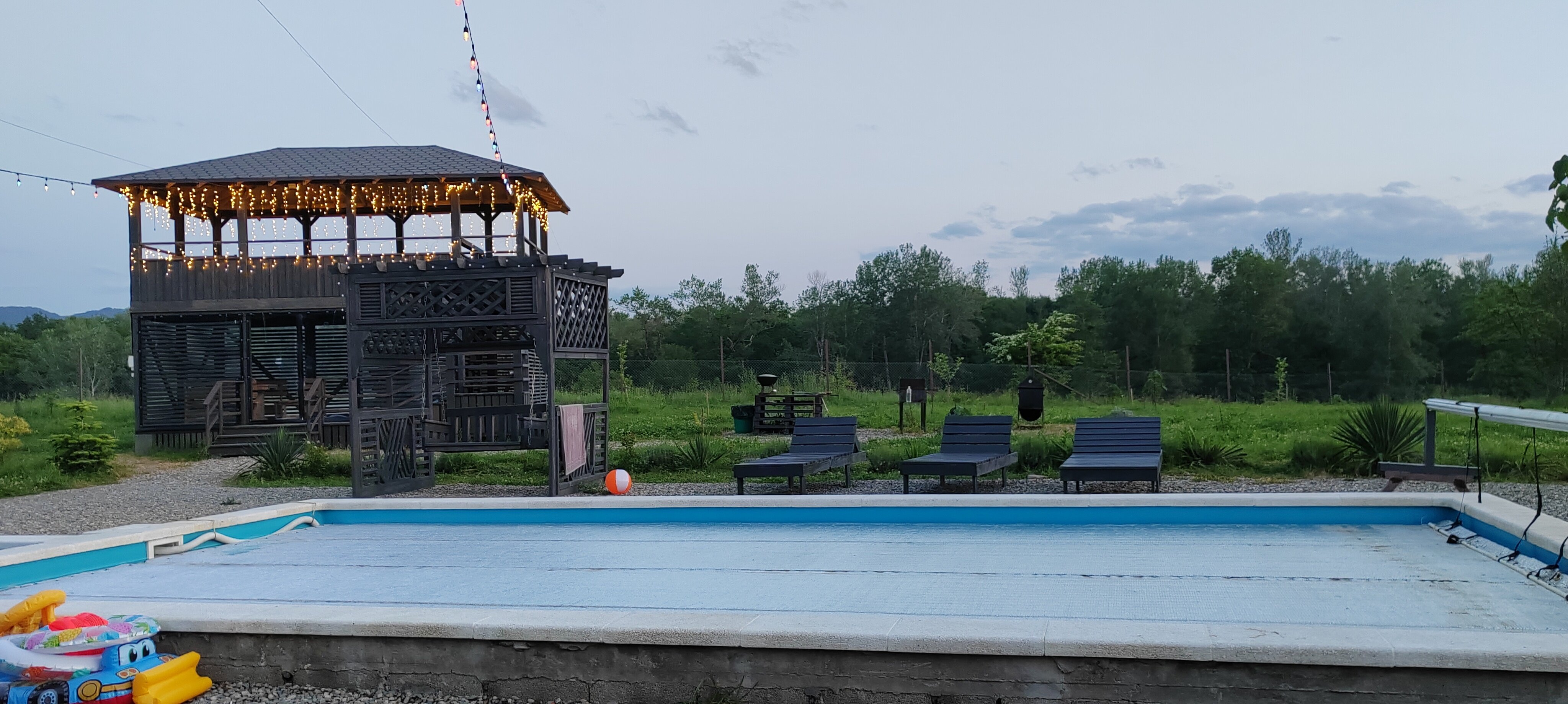 Фото Павлония