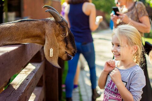 Гостиница Артиленд в Балашихе