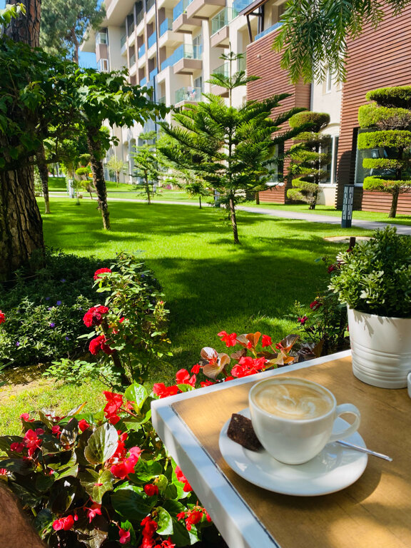 Фото Papillon Ayscha