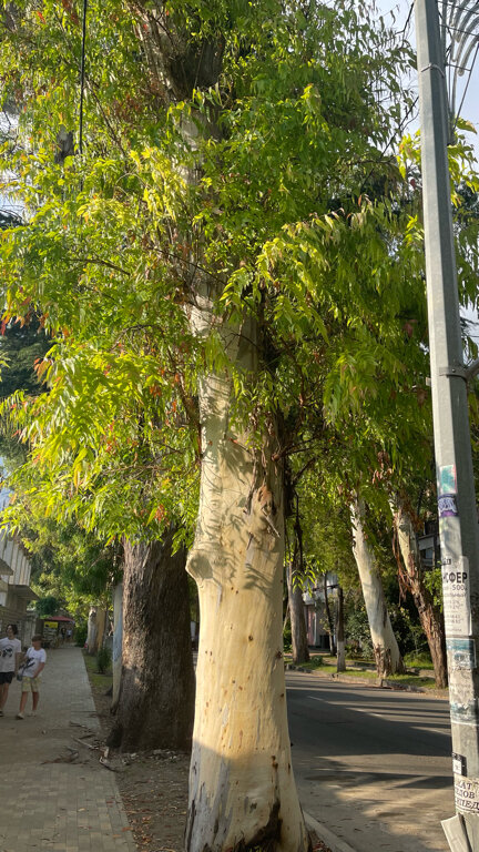 Фото Old Gagra Hotel