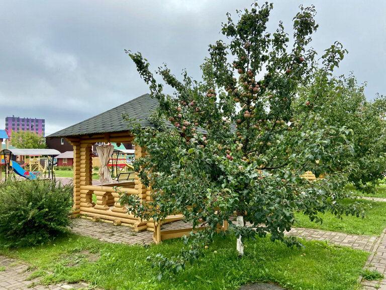 Фото Соколиха