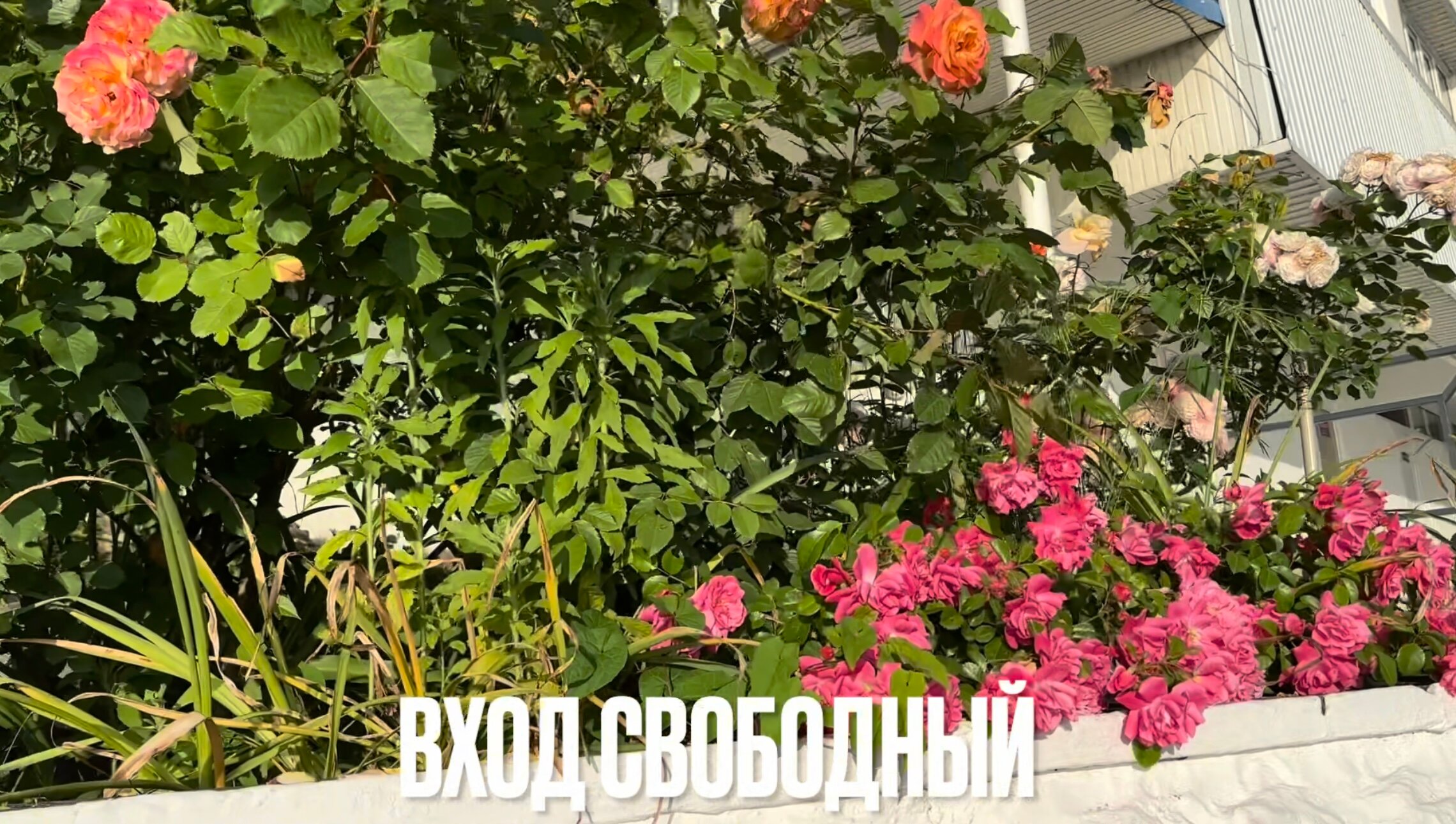 Фото Coocoorooza