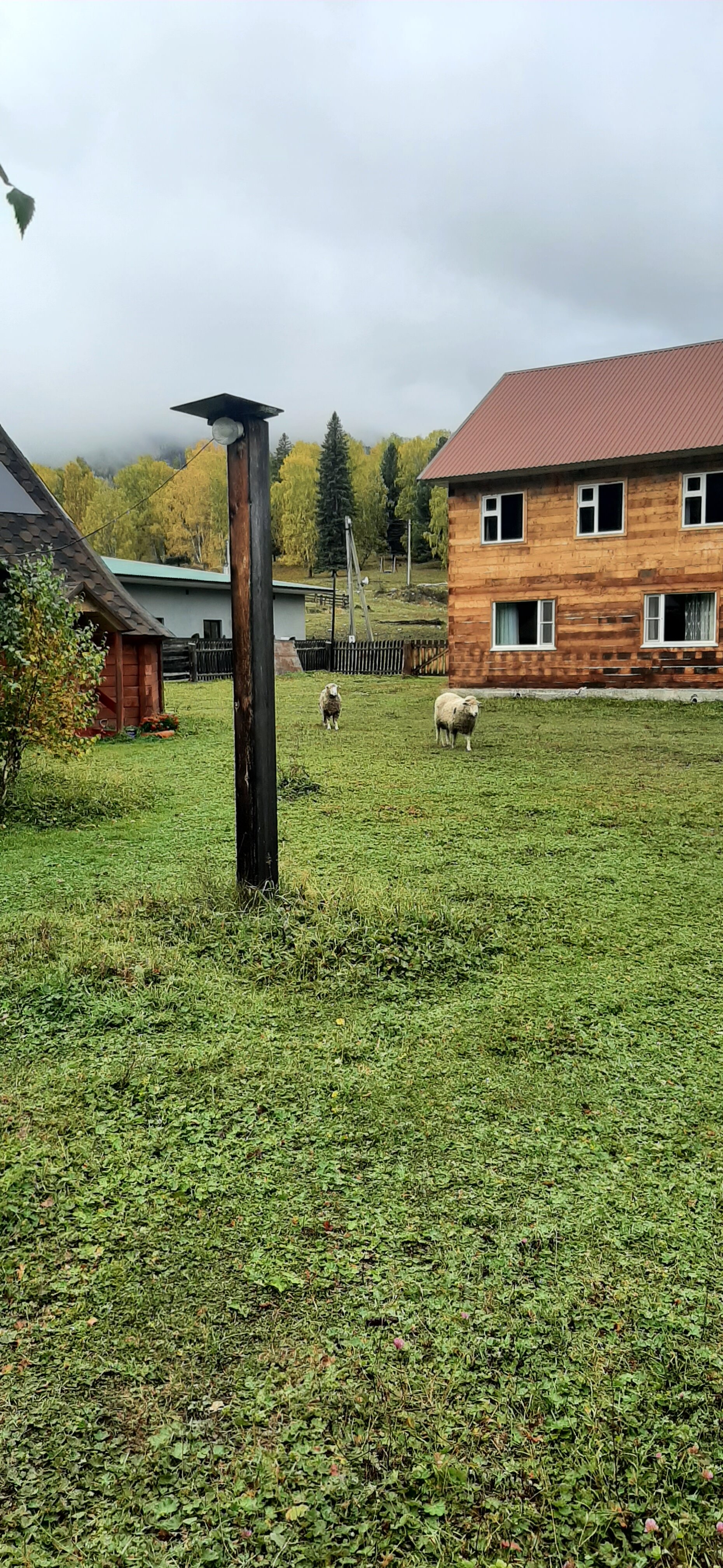 Фото Еловая опушка