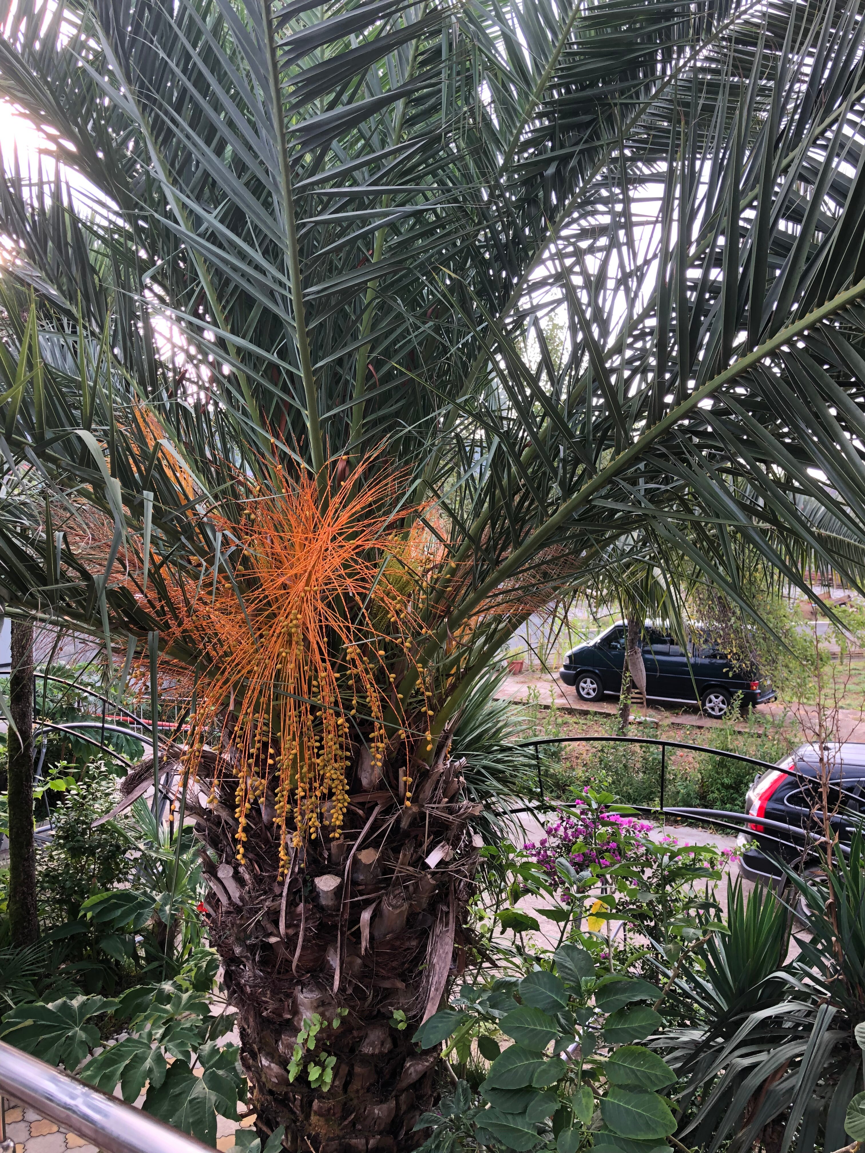 Фото Форелька