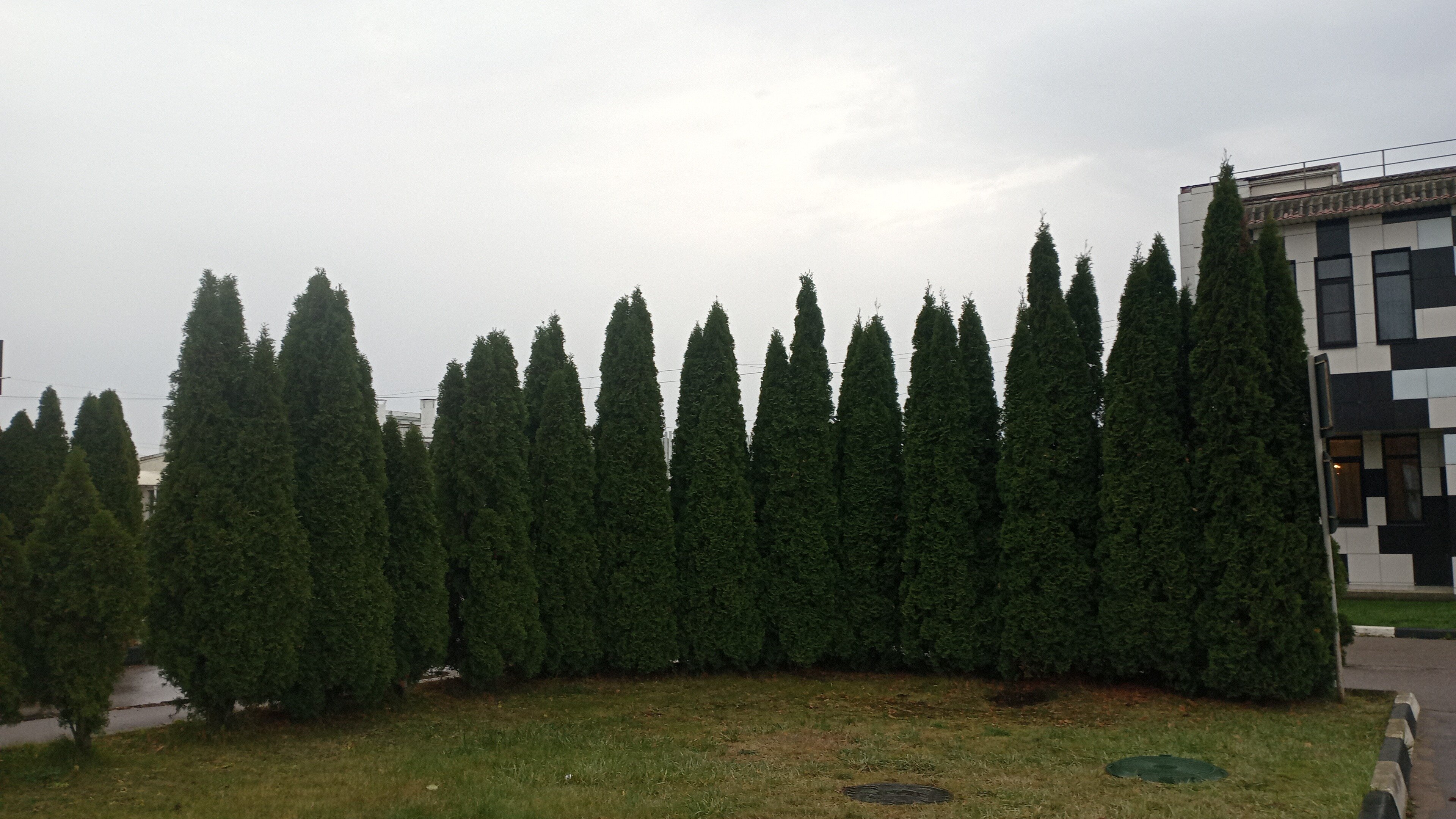 Фото Форест