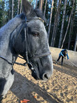 Solnechny ostrov (Reznaya Street, 15/4), club de caballos