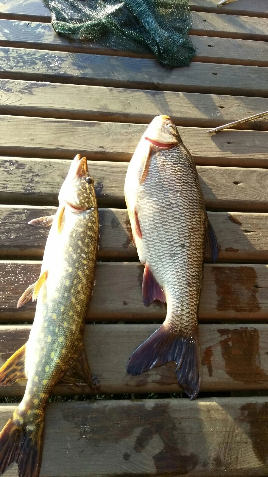 Фото Сильвер