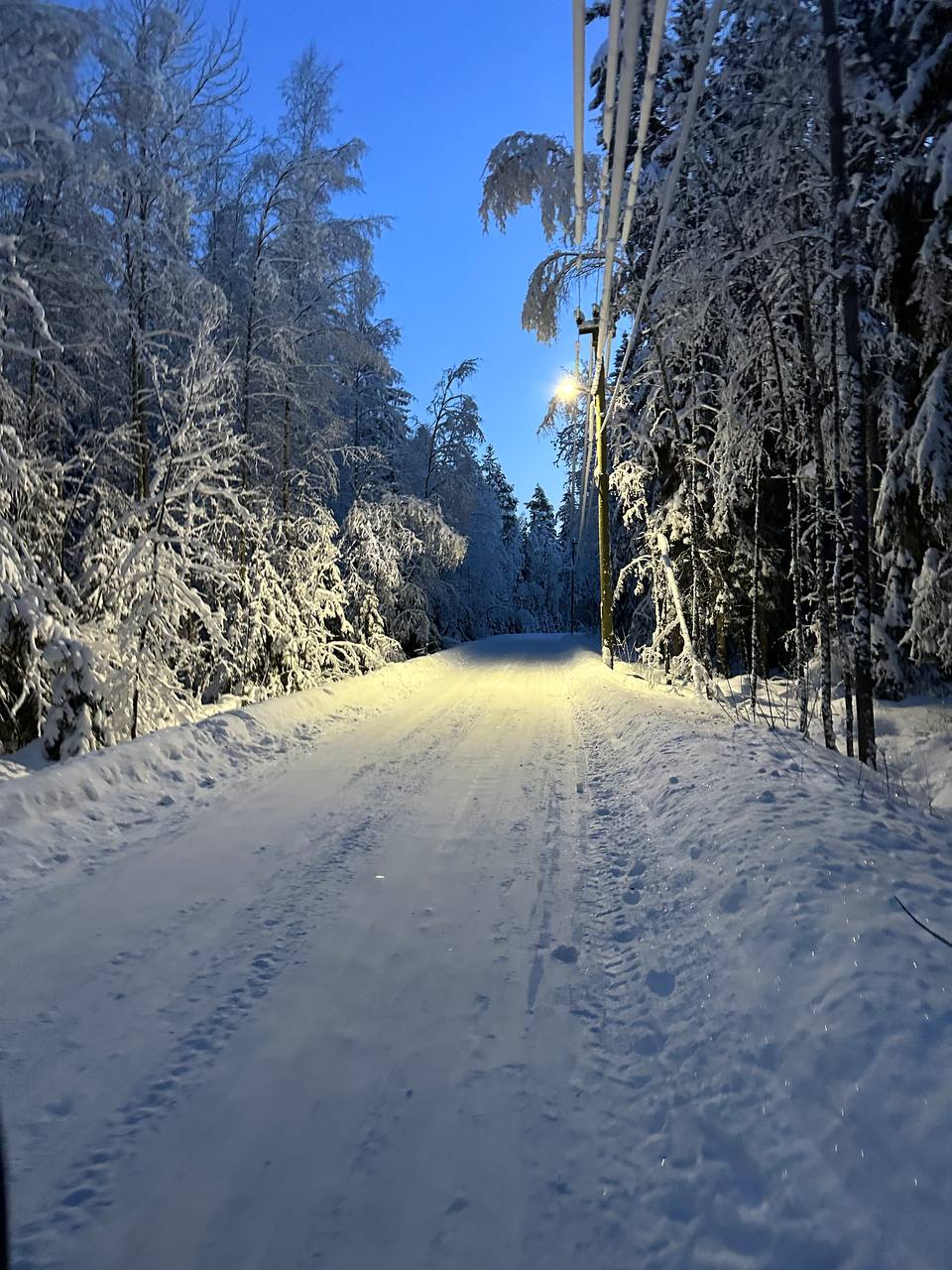 Фото Березки