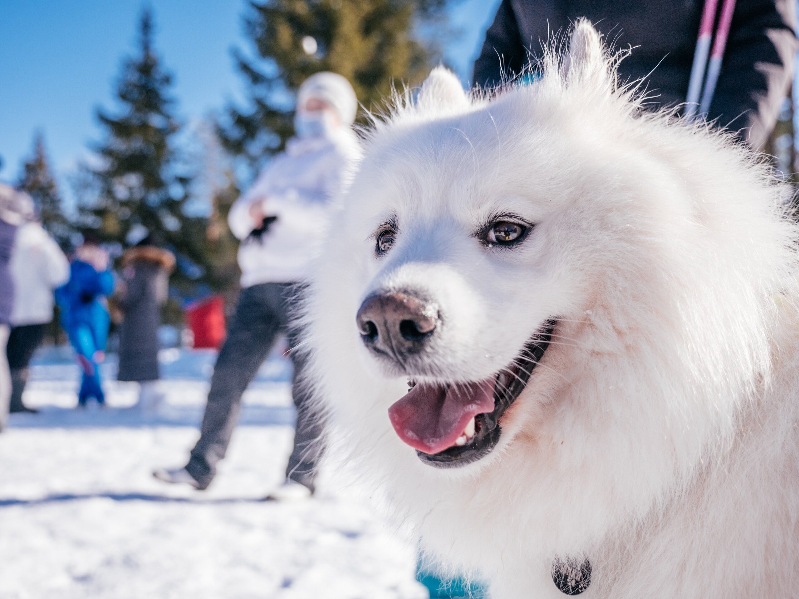 Фото Нартаван