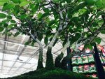 Garden dei Parchi (Abruzzo, L'Aquila, Sulmona), garden center