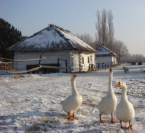 متحف Museum of History of Agriculture in Wolhynia ، ، صورة