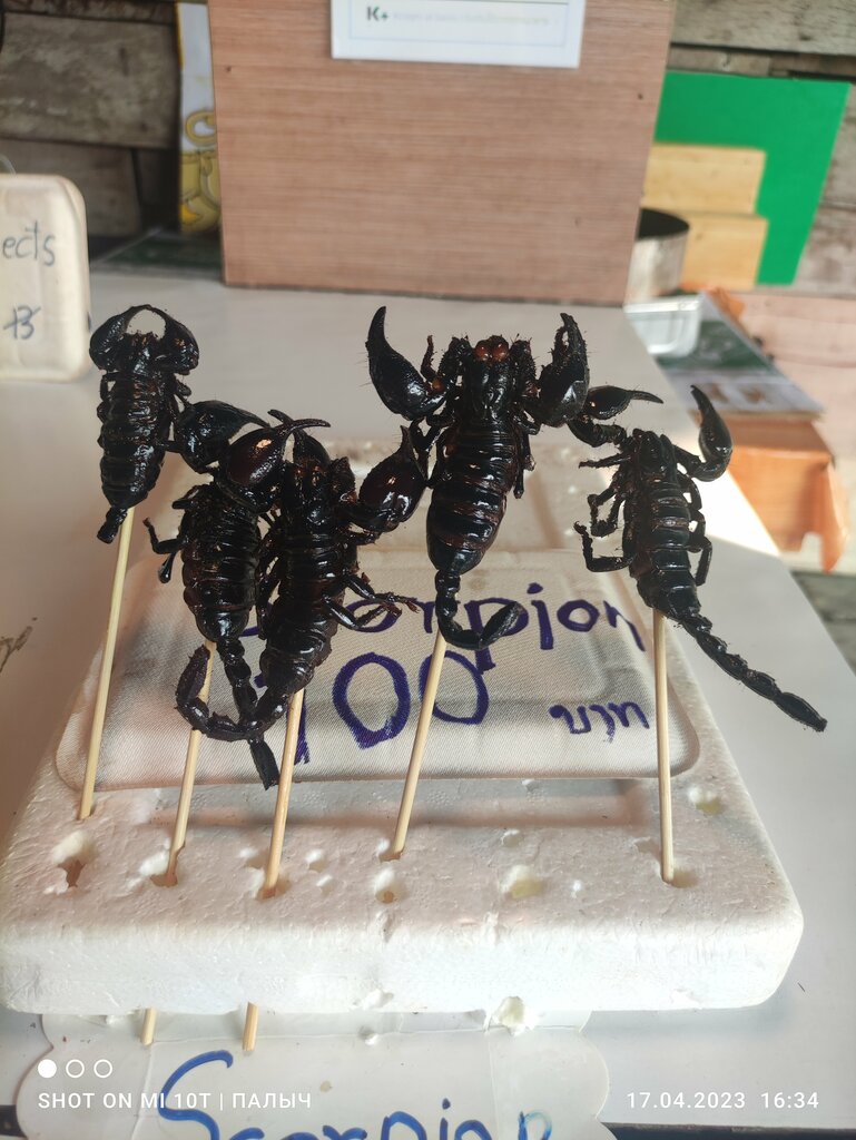 Grocery Grocery store, Pattaya, photo