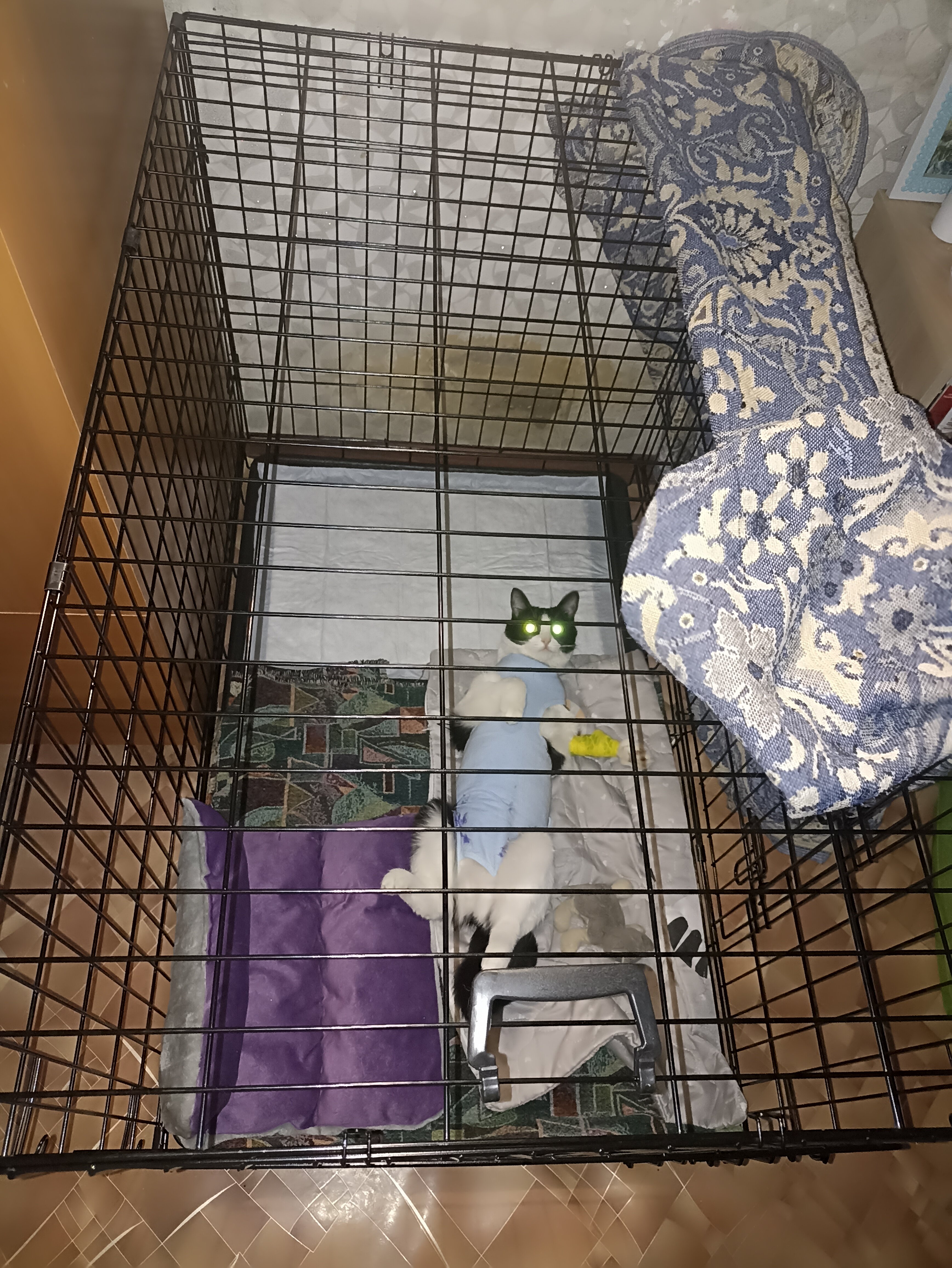 Pet Cross - фото 6