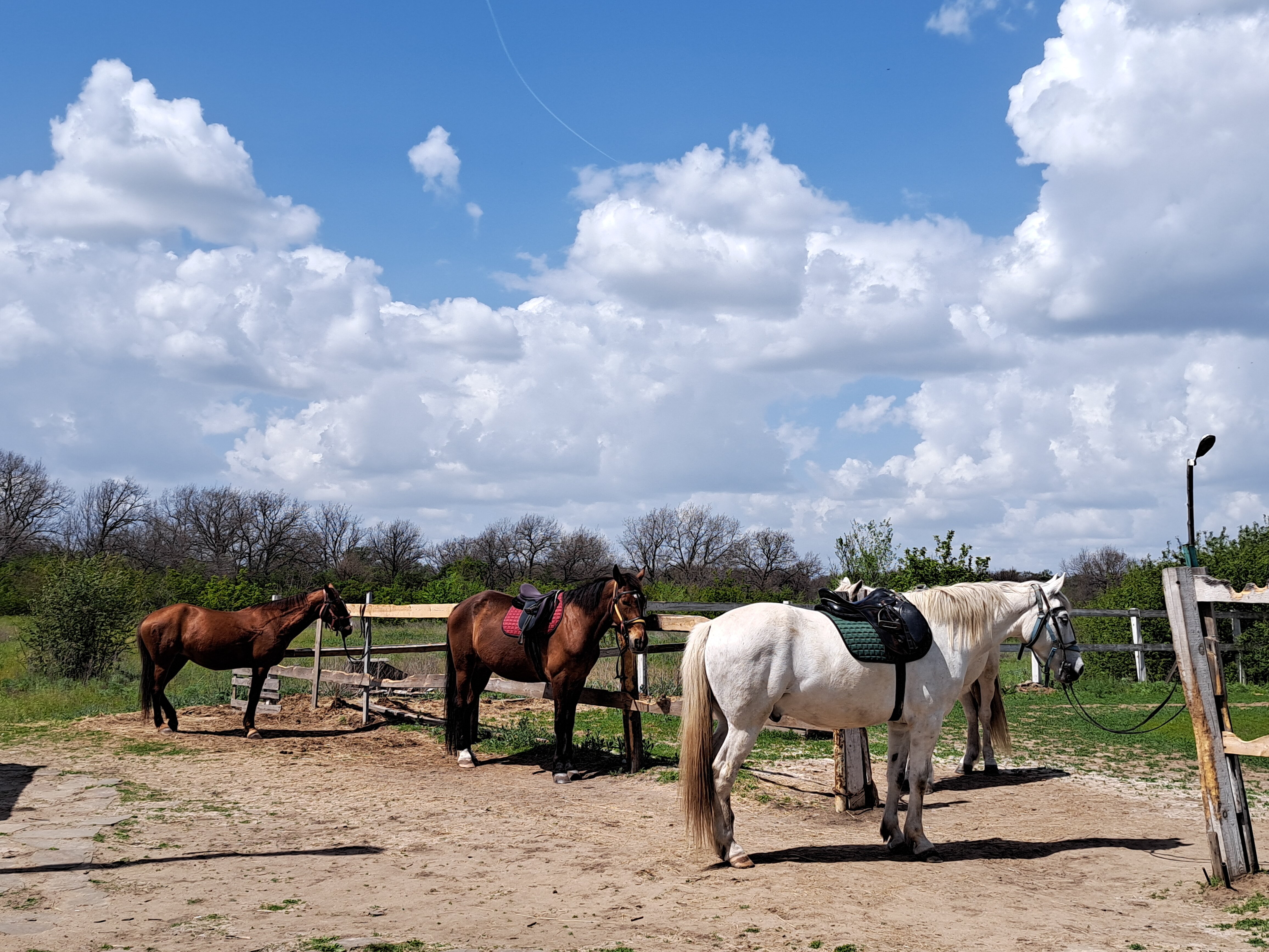 Фото Дубровский