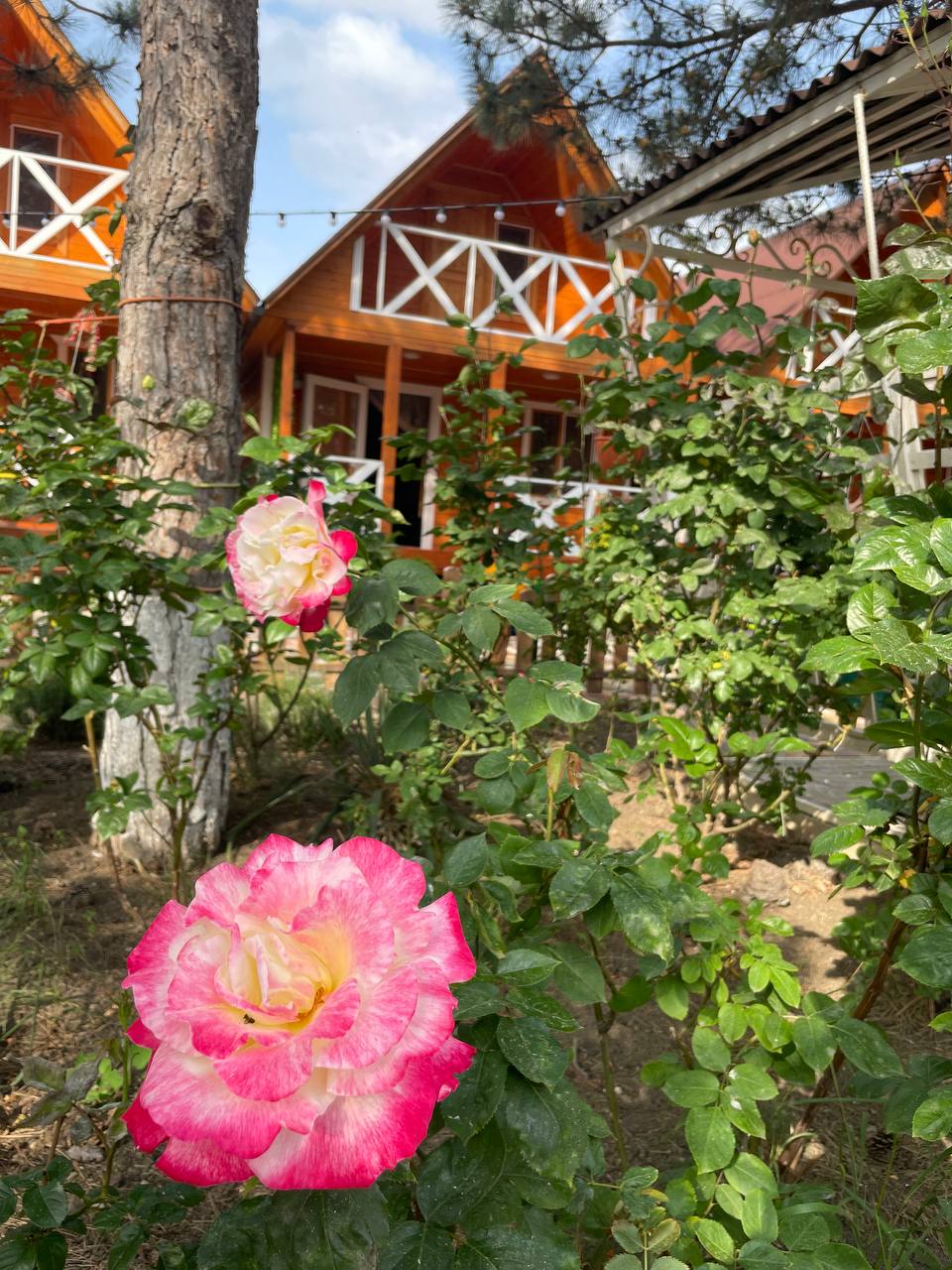 Фото Арабеска