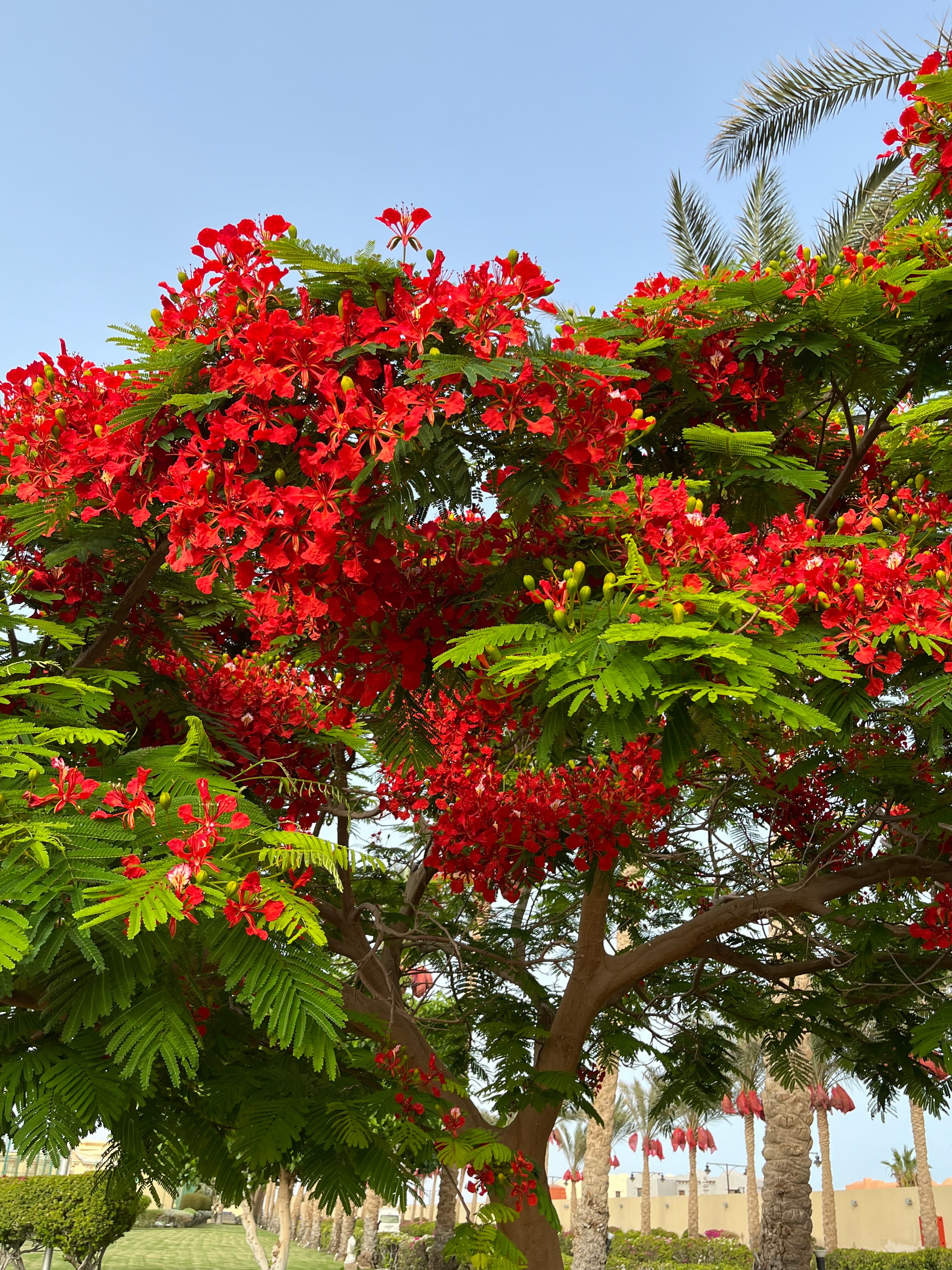 Фото Barceló Tiran Sharm