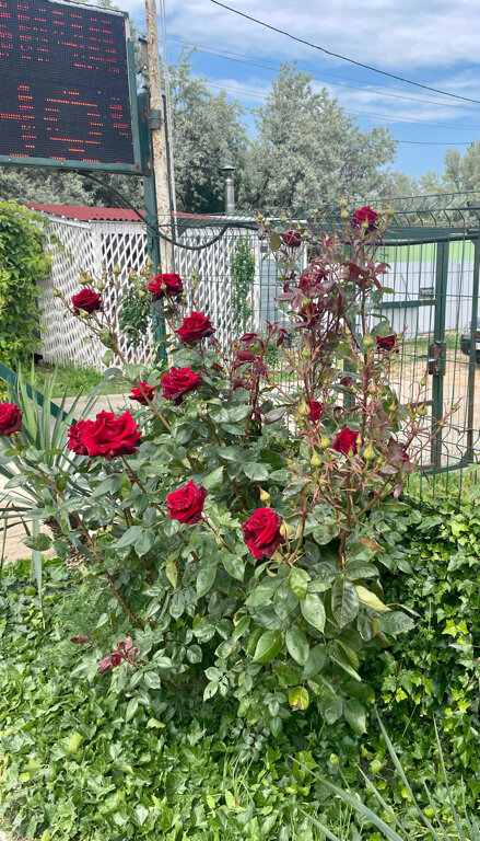 Фото У Петровича