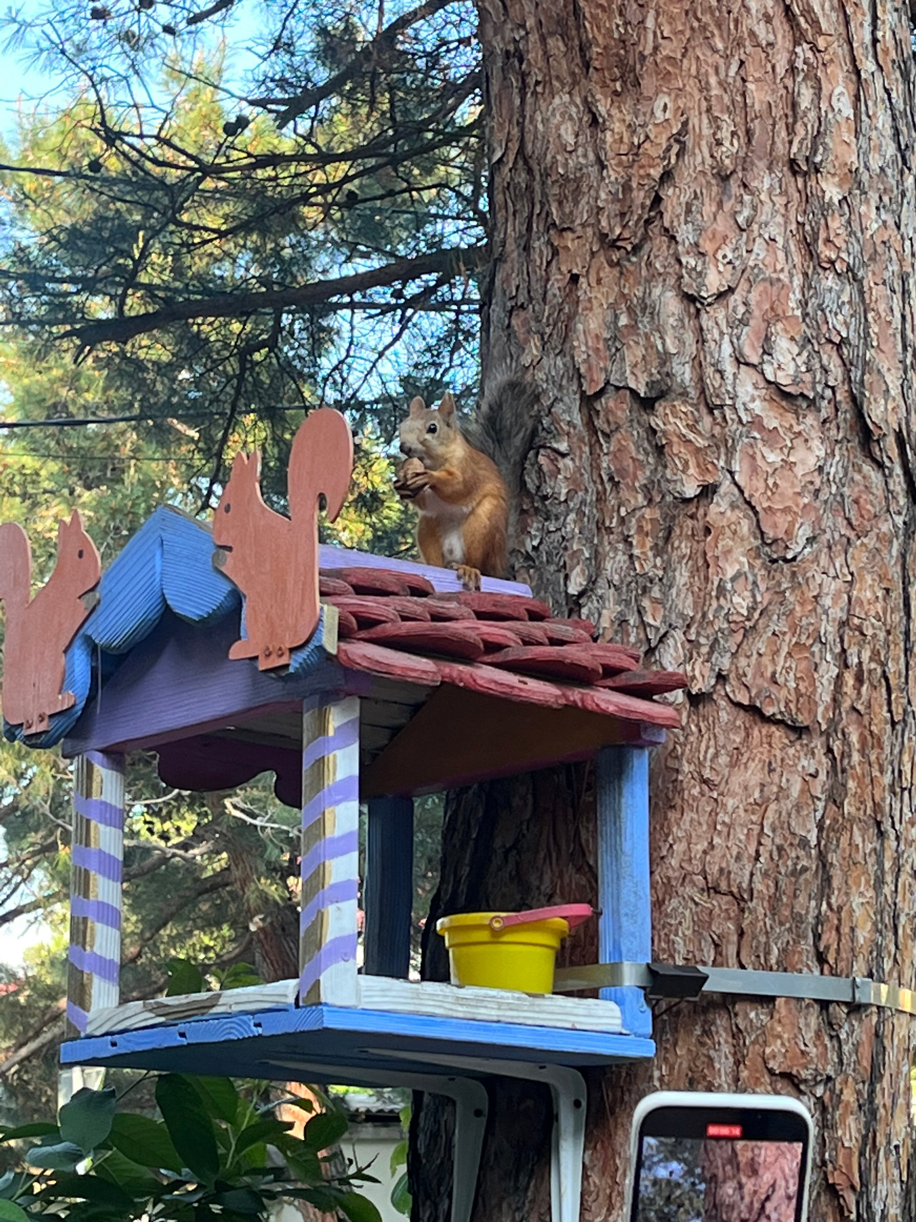 Фото Южная Роза