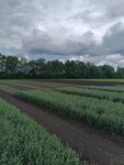 Syngenta (Penza Region, Spasskiy rayon, selo Dubrovki), plant protection products