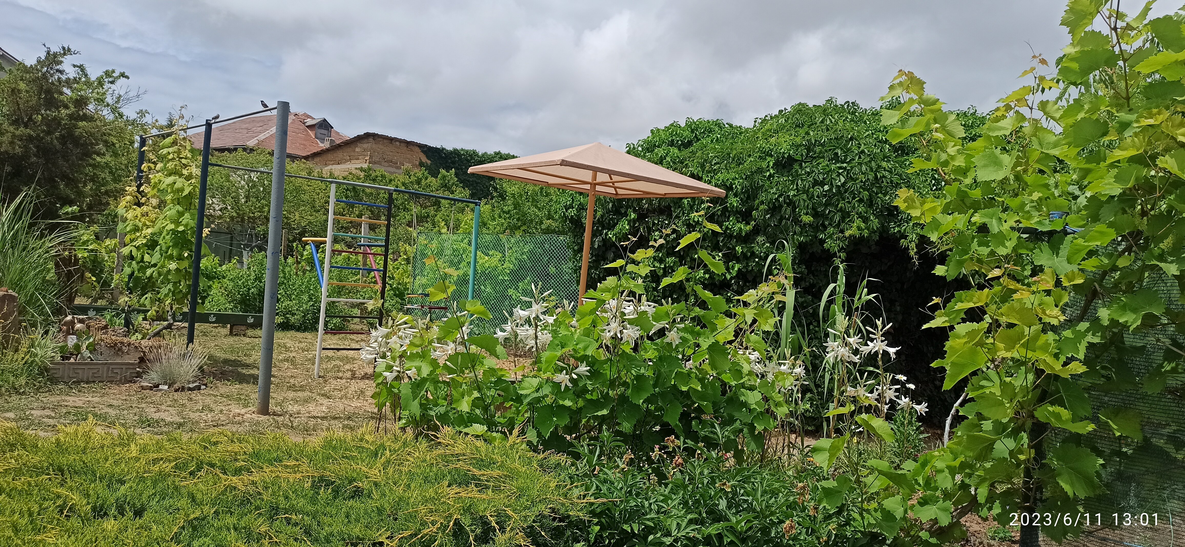 Фото Цветок папоротника