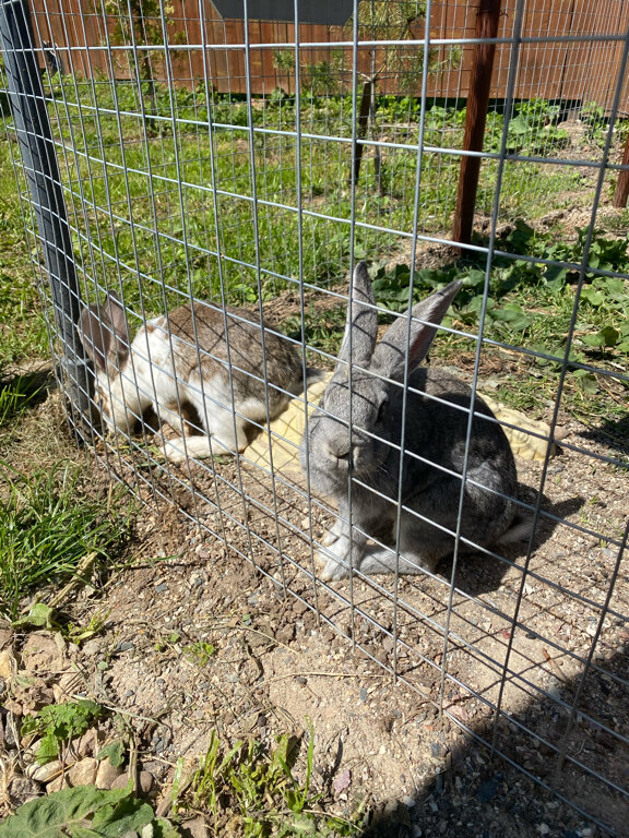 Фото Белый Кролик