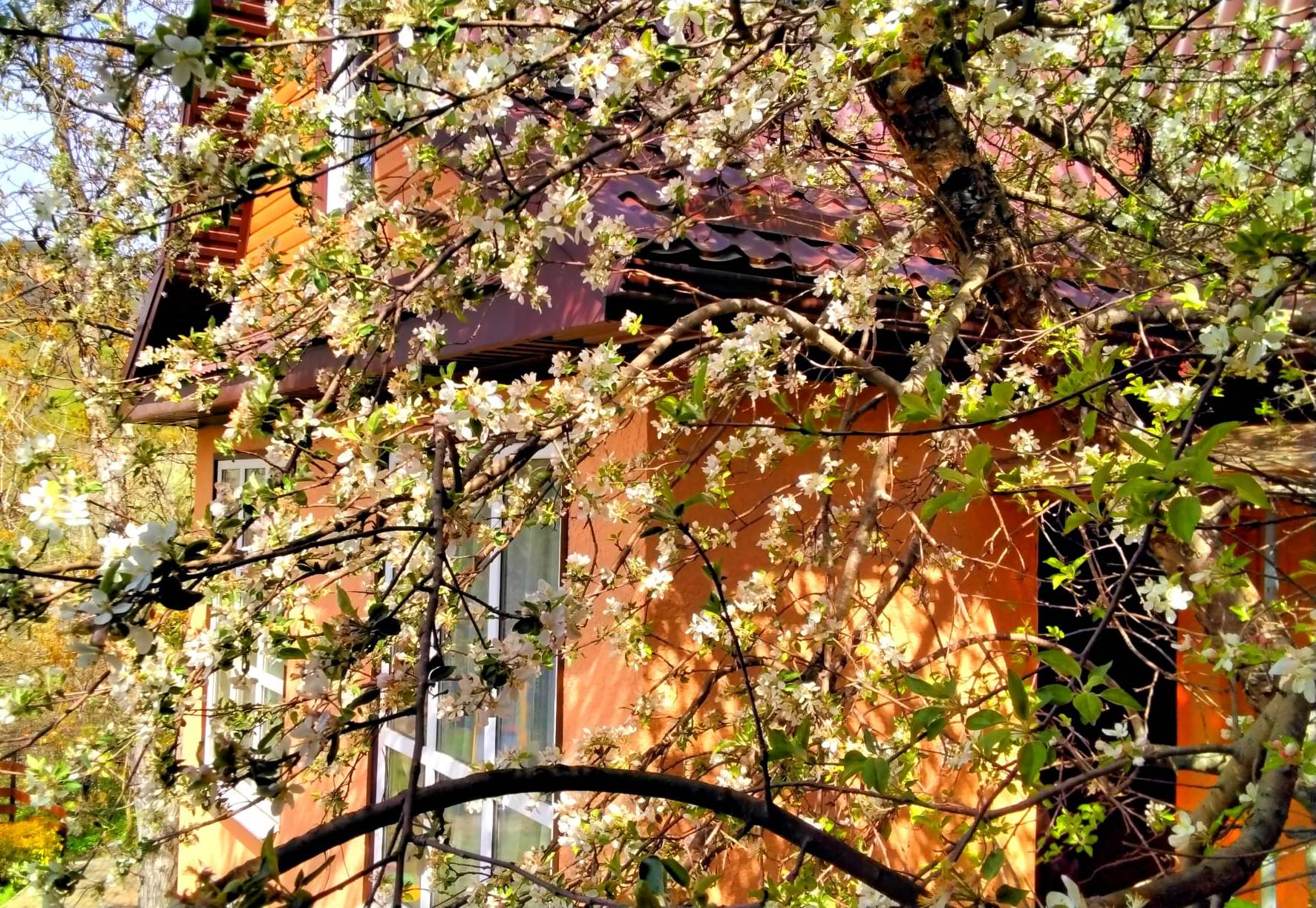 Фото Аммонит