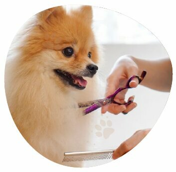 Pet salon Petopia, Abu Dhabi, photo