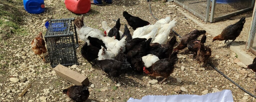 Egg and poultry meat Erhan Mahir Farm, Catalca, photo
