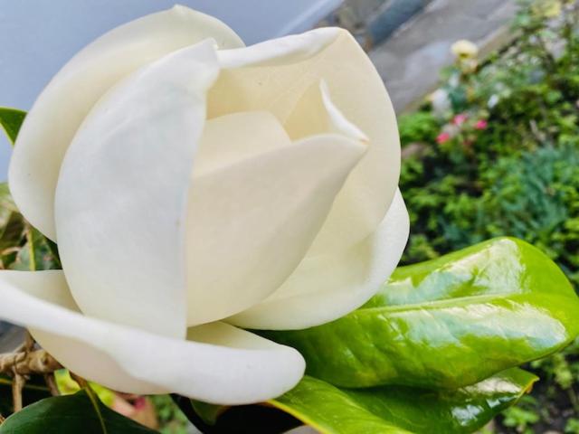 Фото Олимпийский