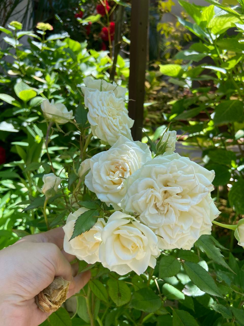 Фото Сабрина