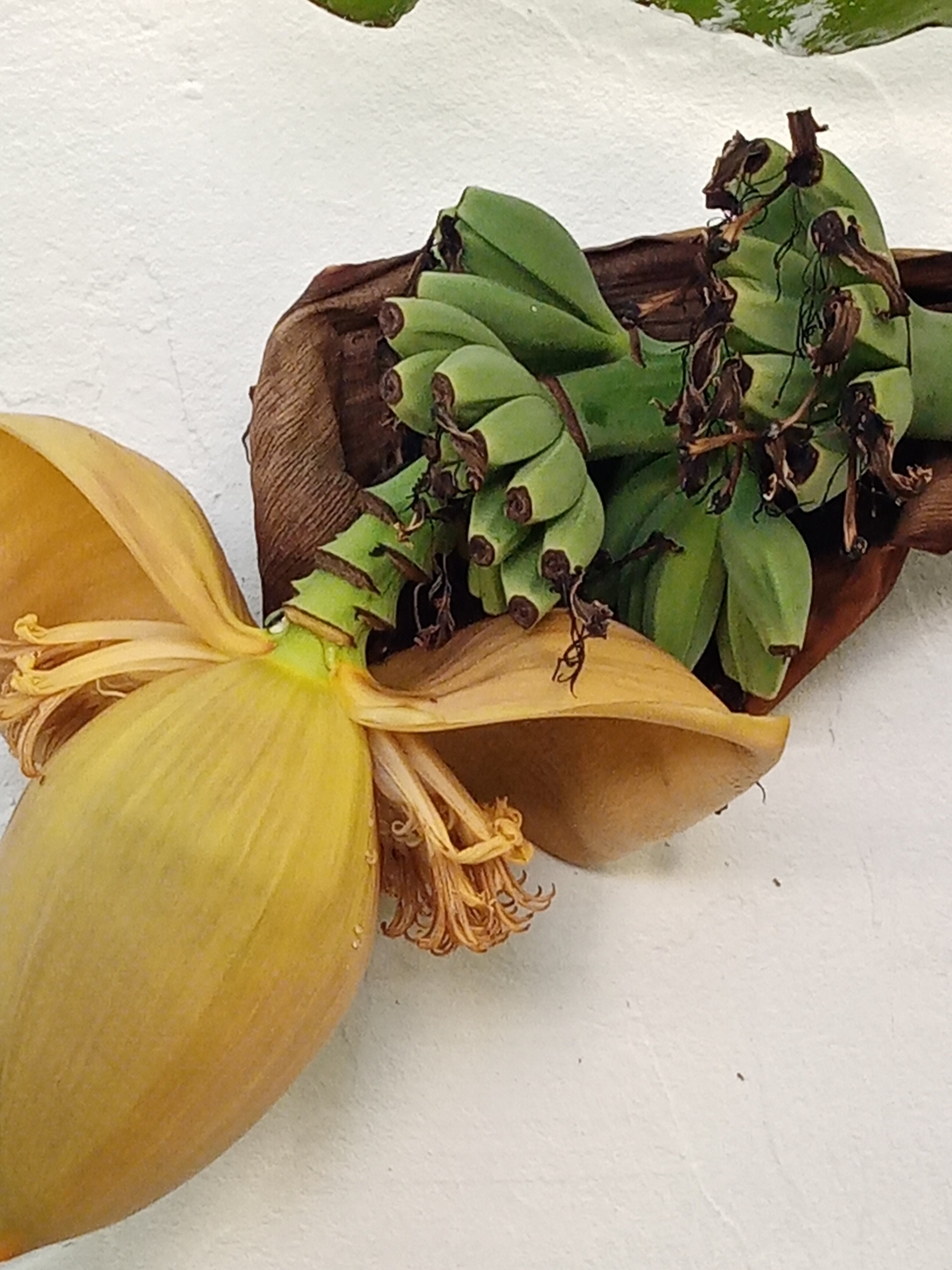 Фото Гостевой дом Фиеста