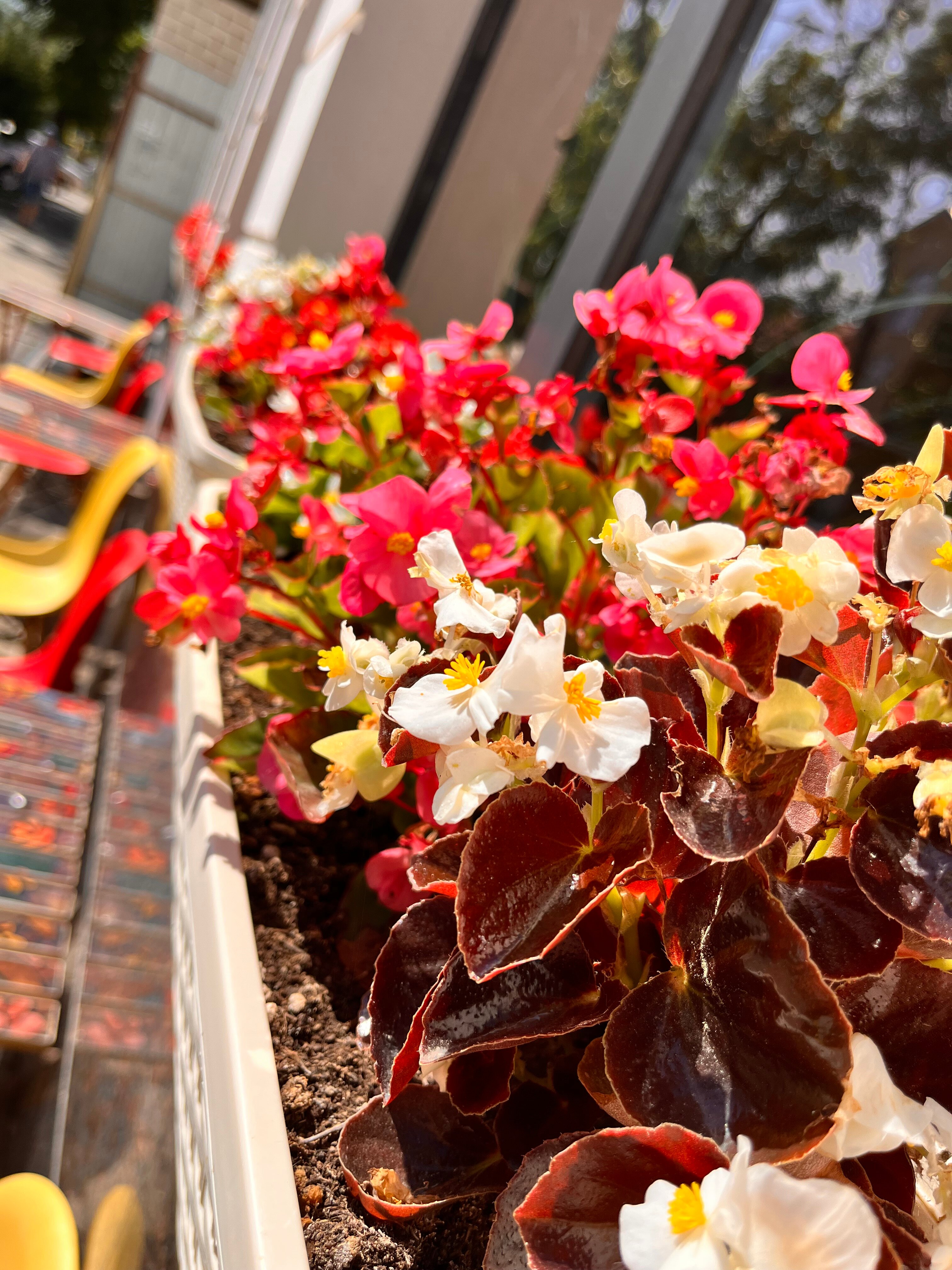 Фото Шамси Холл