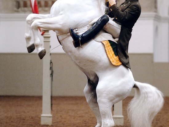 Фото Hotel Sacher Vienna